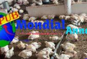 Vente : Lot de 1 000 Poulets de Chair Sur Pieds (1,7 kg à 2 kg) à Sébikotane – 3 000 F CFA (Prix Ramassage)