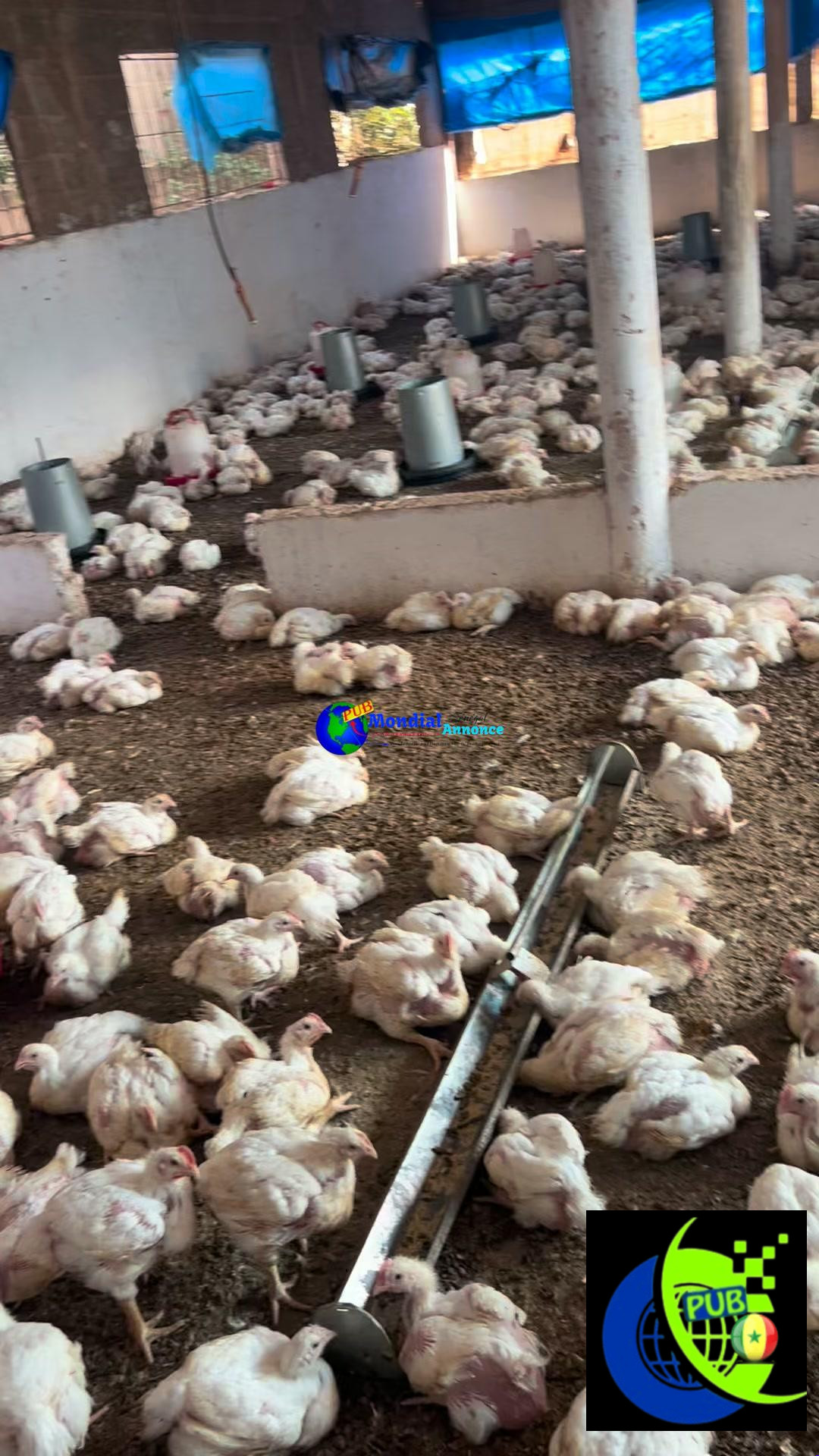 Vente : Lot de 1 000 Poulets de Chair Sur Pieds (1,7 kg à 2 kg) à Sébikotane – 3 000 F CFA (Prix Ramassage)