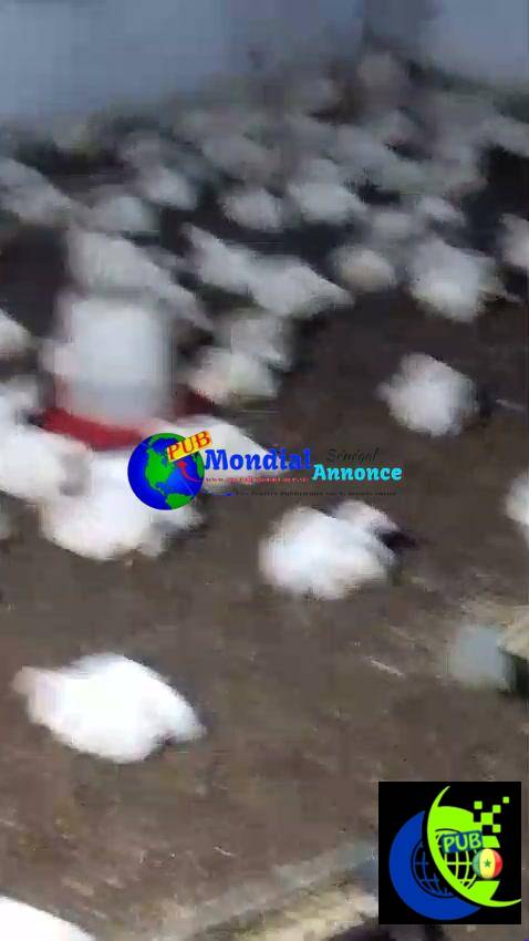 Poulets de chair à Niague à 2 800 F CFA – 1,8 à 2 kg sur pied