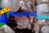 Vente : Poulets sur Pieds de 1,6 kg à Yoff (Dakar) pour 3 000 F CFA / Pièce