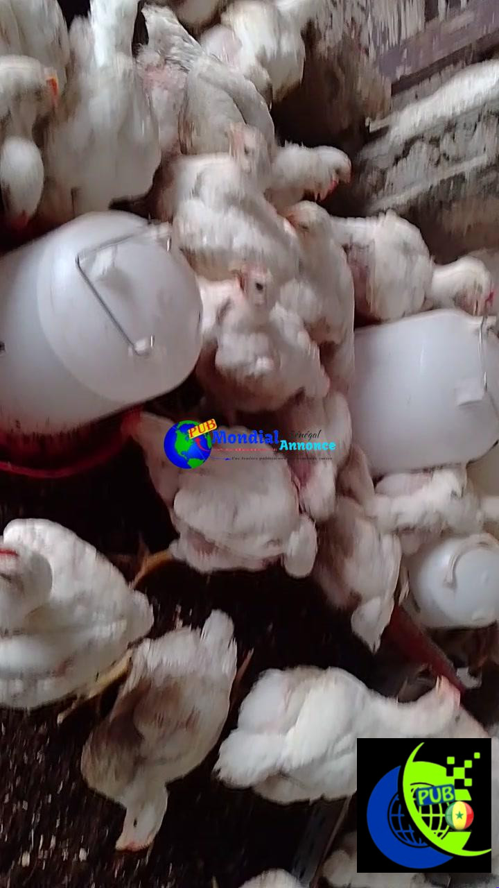 Vente : Poulets sur Pieds de 1,6 kg à Yoff (Dakar) pour 3 000 F CFA / Pièce
