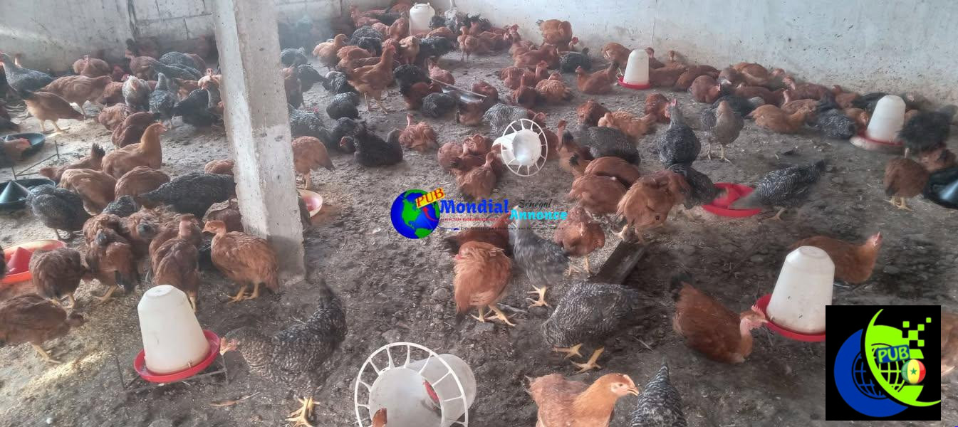 Bleus Hollandais disponibles à vendre au Sénégal – Élevage de qualité
