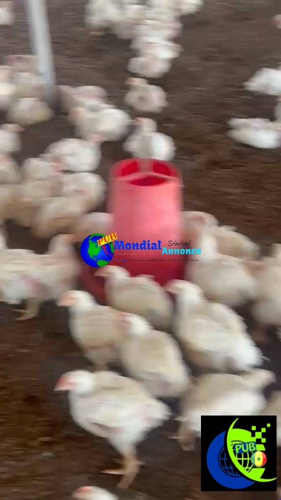 Œufs et poulets de chair disponibles sur commande