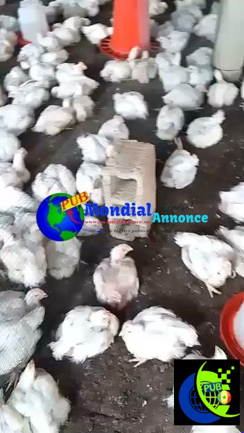 Poulets de Chair Disponibles Vente en Gros et au Détail