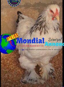 150 Poulets