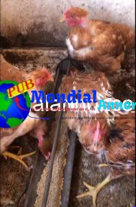Bleus Hollandais Disponibles