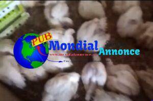 Poulets 1/8 
