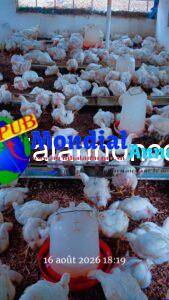 Poulets