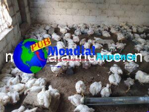 Poulets