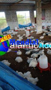 Poulets de Chair