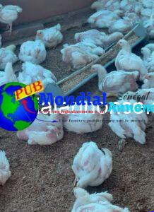 Poulets de Chair