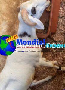 Lot de 2 moutons