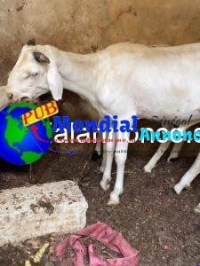 Mouton