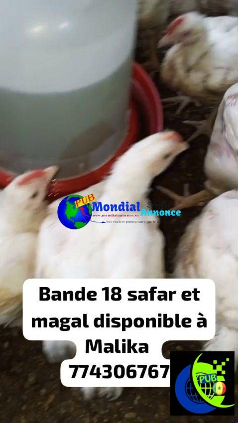 Vente : Poulets de Chair Vivants Disponibles à Malika