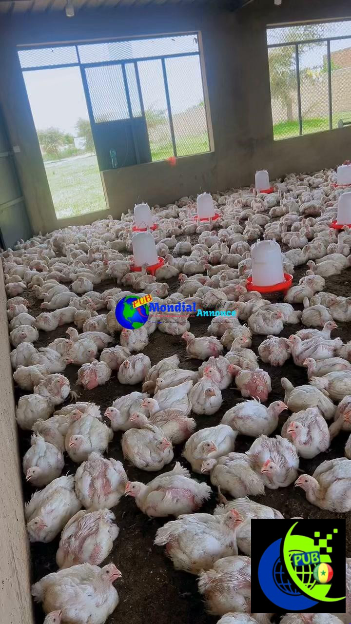 Poulets de chair de 2 à 4 kg disponibles à Thiès – Livraison gratuite
