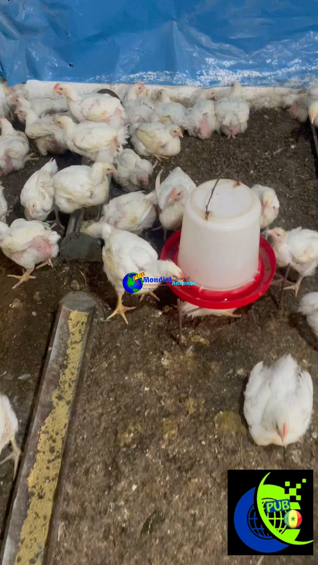 Poulets de chair à vendre à 2 800 FCFA à Niacourab