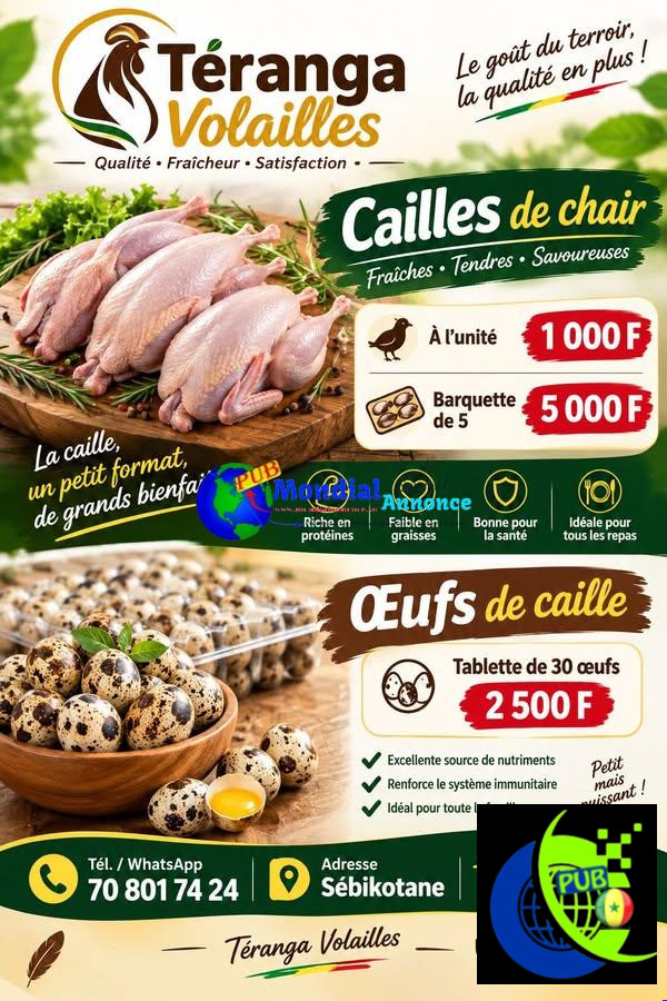 Cailles de chair fraîches à vendre à 1 000 FCFA l’unité