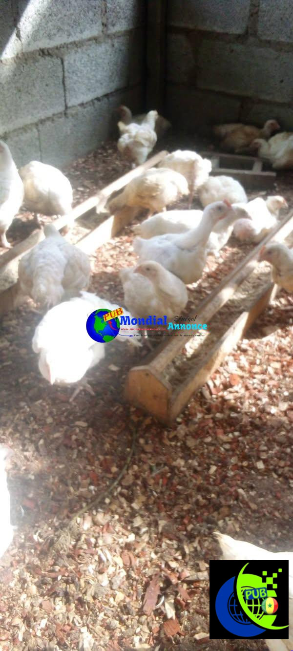 Lot de 50 Poulets de chair de 2kg500 à 3kg à vendre à Douala Yassa