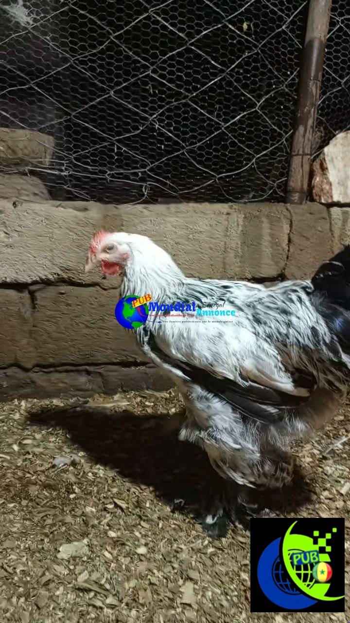 Mâle Cochin standard disponible Contact 67 27 18 97