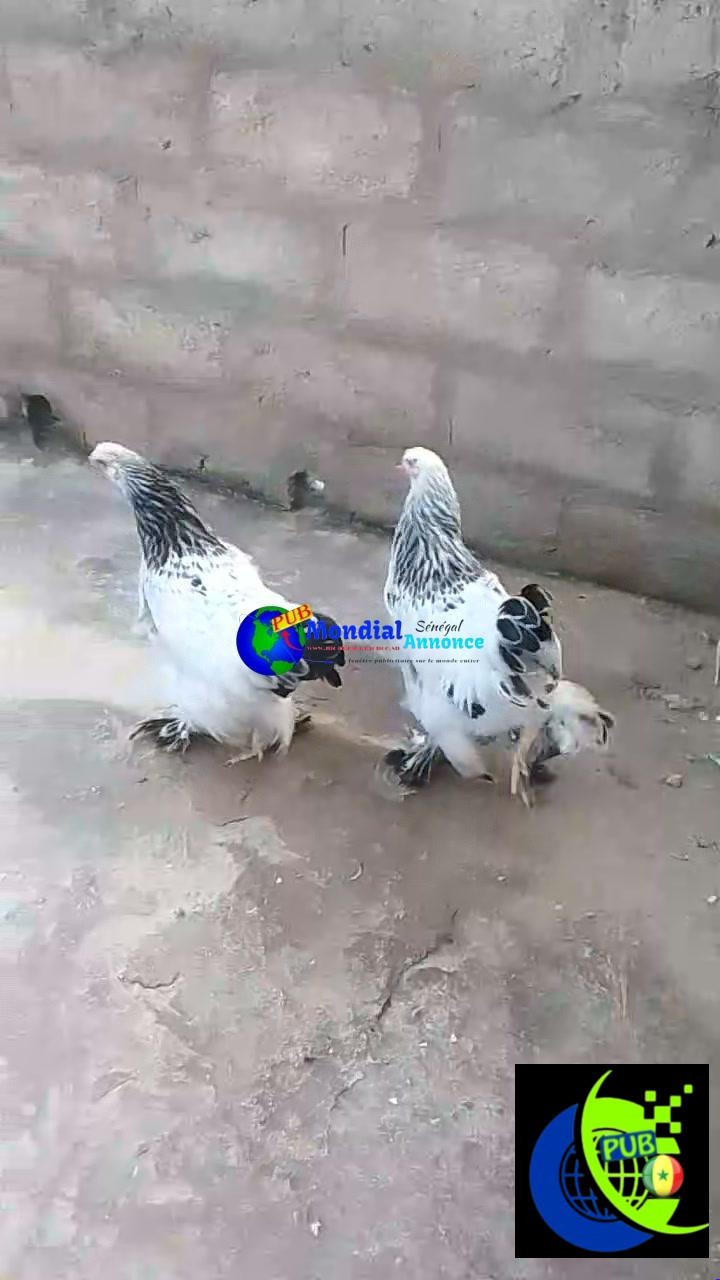 Superbe jeune couple d’hermines standard disponible