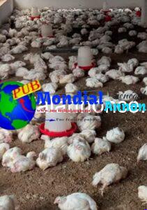 Poulets