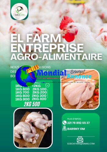 Vente de Poulets de Chair à Bon Prix de 1KG 500 à 2KG 500 – EL FARM