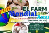 Vente de Poulets de Chair à Bon Prix de 1KG 500 à 2KG 500 – EL FARM