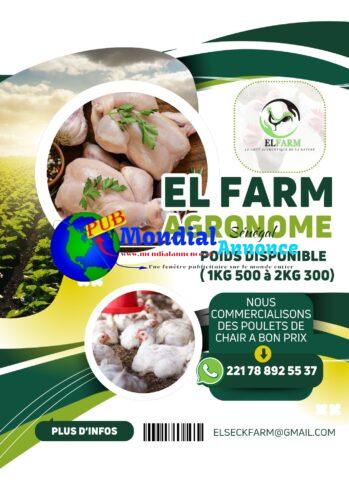 Vente de Poulets de Chair à Bon Prix de 1KG 500 à 2KG 500 – EL FARM
