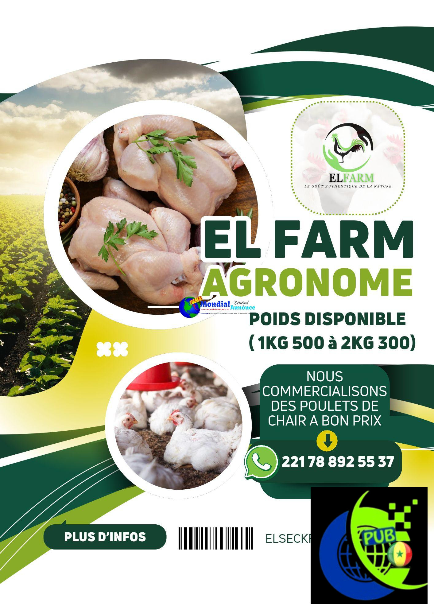 Vente de Poulets de Chair à Bon Prix de 1KG 500 à 2KG 500 – EL FARM
