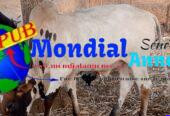 Bœufs à Vendre – Qualité et Choix pour vos Besoins. Contact : 779757779