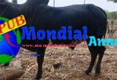 Bœufs à Vendre – Qualité et Choix pour vos Besoins. Contact : 779757779