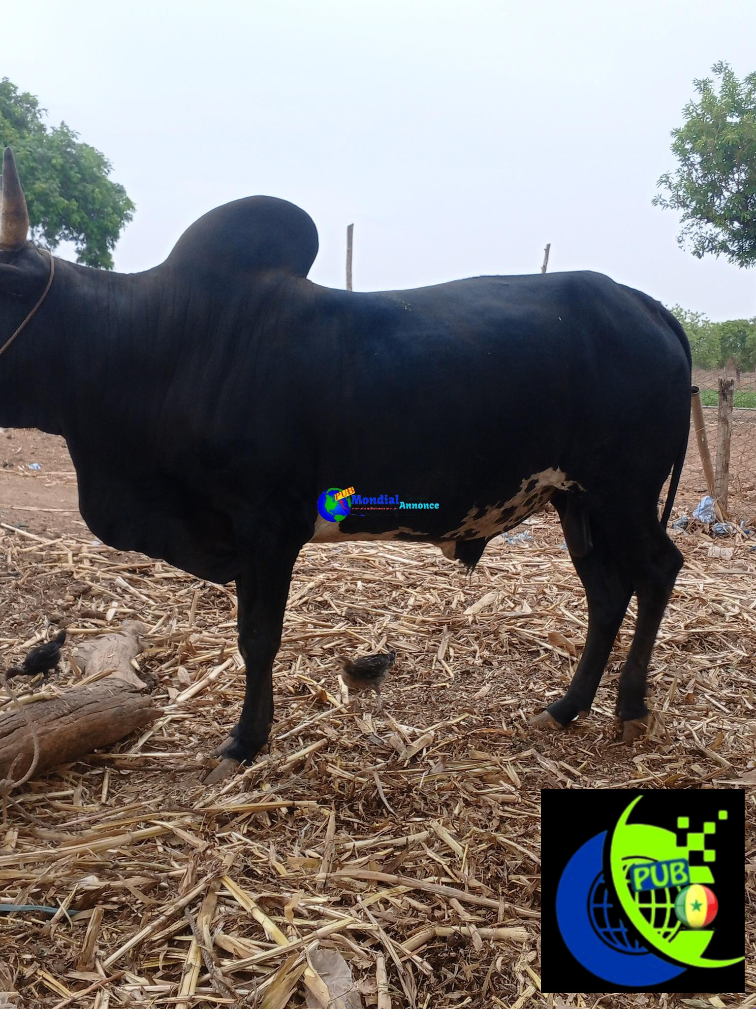 Bœufs à Vendre – Qualité et Choix pour vos Besoins. Contact : 779757779