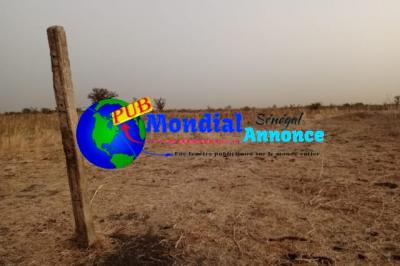 Terrain de 1 hectare à vendre à Nguégniene – 14,2M FCFA