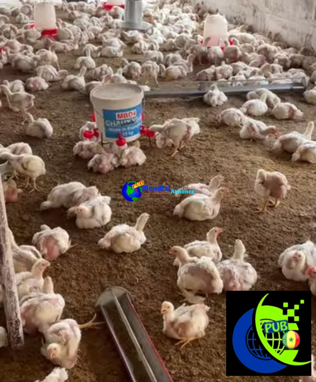 Poulets de chair disponibles à Thiès. Tél : 772362770