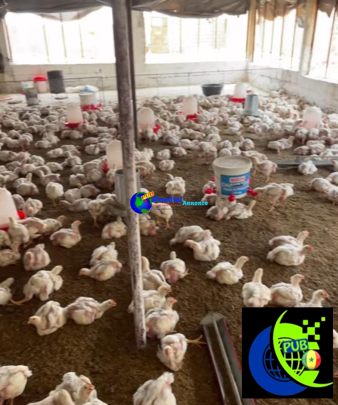 Poulets de chair disponibles à Thiès. Tél : 772362770