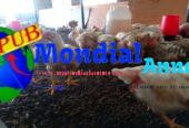 Bande de 500 poulets de chair disponibles – A Apix Tivaouane Peulh
