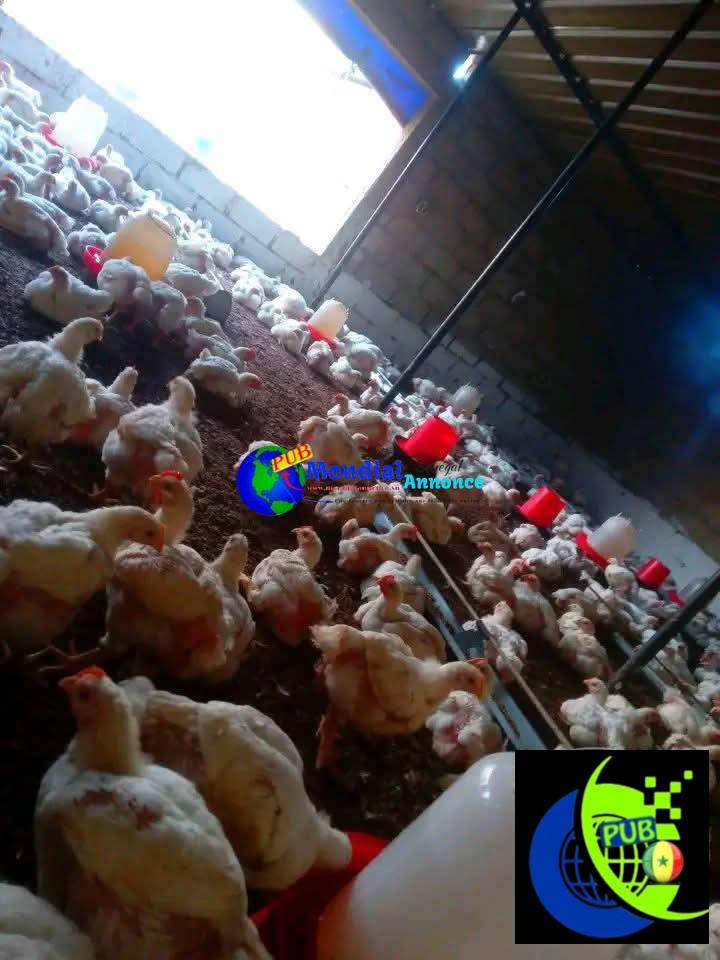 Bande de 500 poulets de chair disponibles – A Apix Tivaouane Peulh