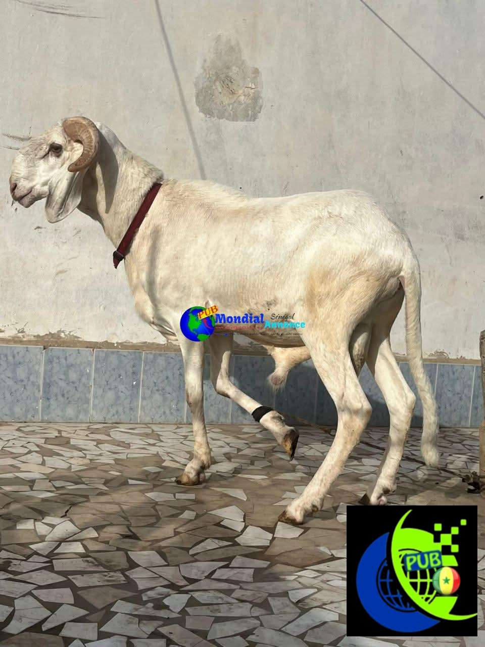 Mouton bien portant disponible à 325000 FCFA à Dakar