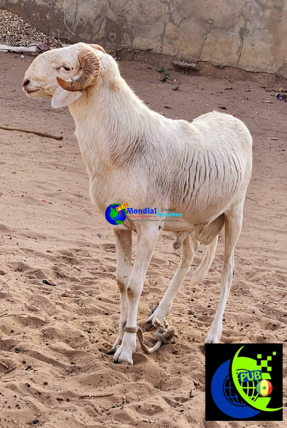 Vente de moutons pour la Tabaski. Tél : 776671603