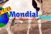 Vente de moutons pour la Tabaski. Tél : 776671603