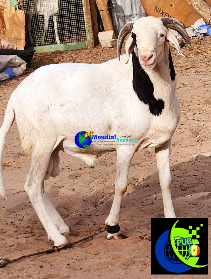 Vente de moutons pour la Tabaski. Tél : 776671603
