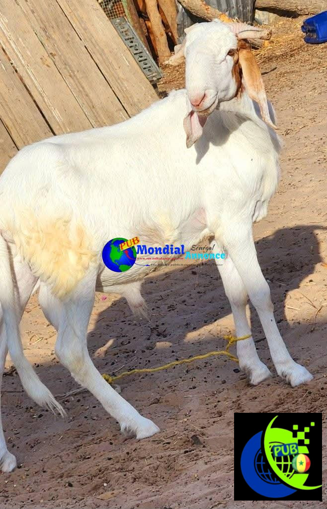 Vente de moutons pour la Tabaski. Tél : 776671603