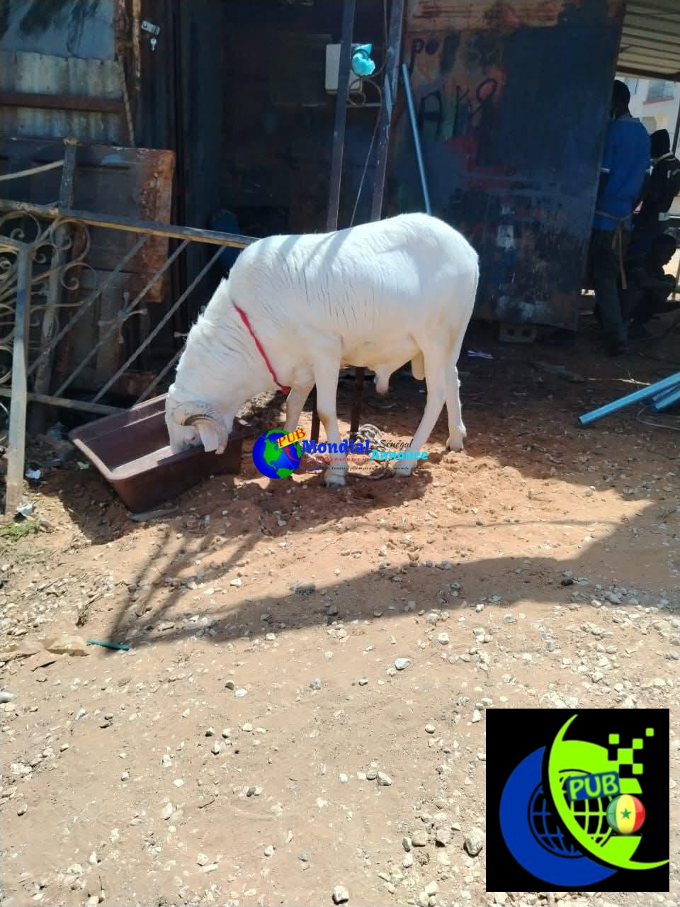 Moutons abordables disponibles pour la Tabaski à Keur Mbaye Fall