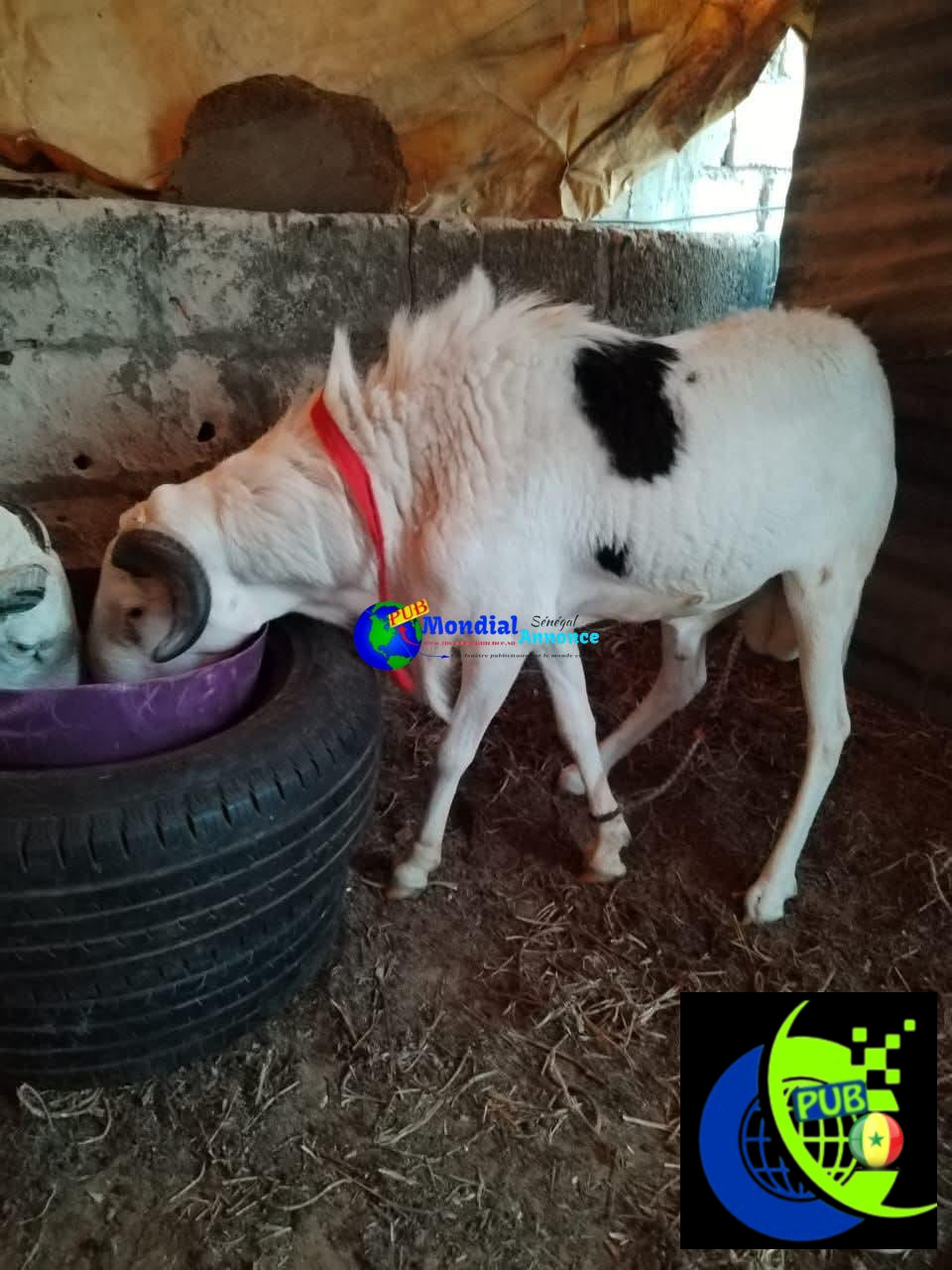 Moutons abordables disponibles pour la Tabaski à Keur Mbaye Fall