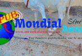 Vente de Moutons Azawak pour laTabaski – 3 Mâles de Qualité dispo à Dakar