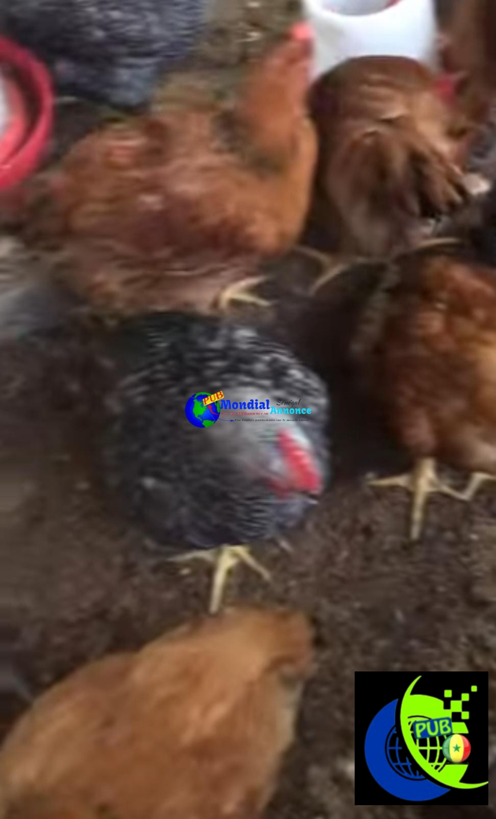 Poulet Bleu d’Hollande de Qualité disponible à Sicap Dieuppeul. Contact : 781006808