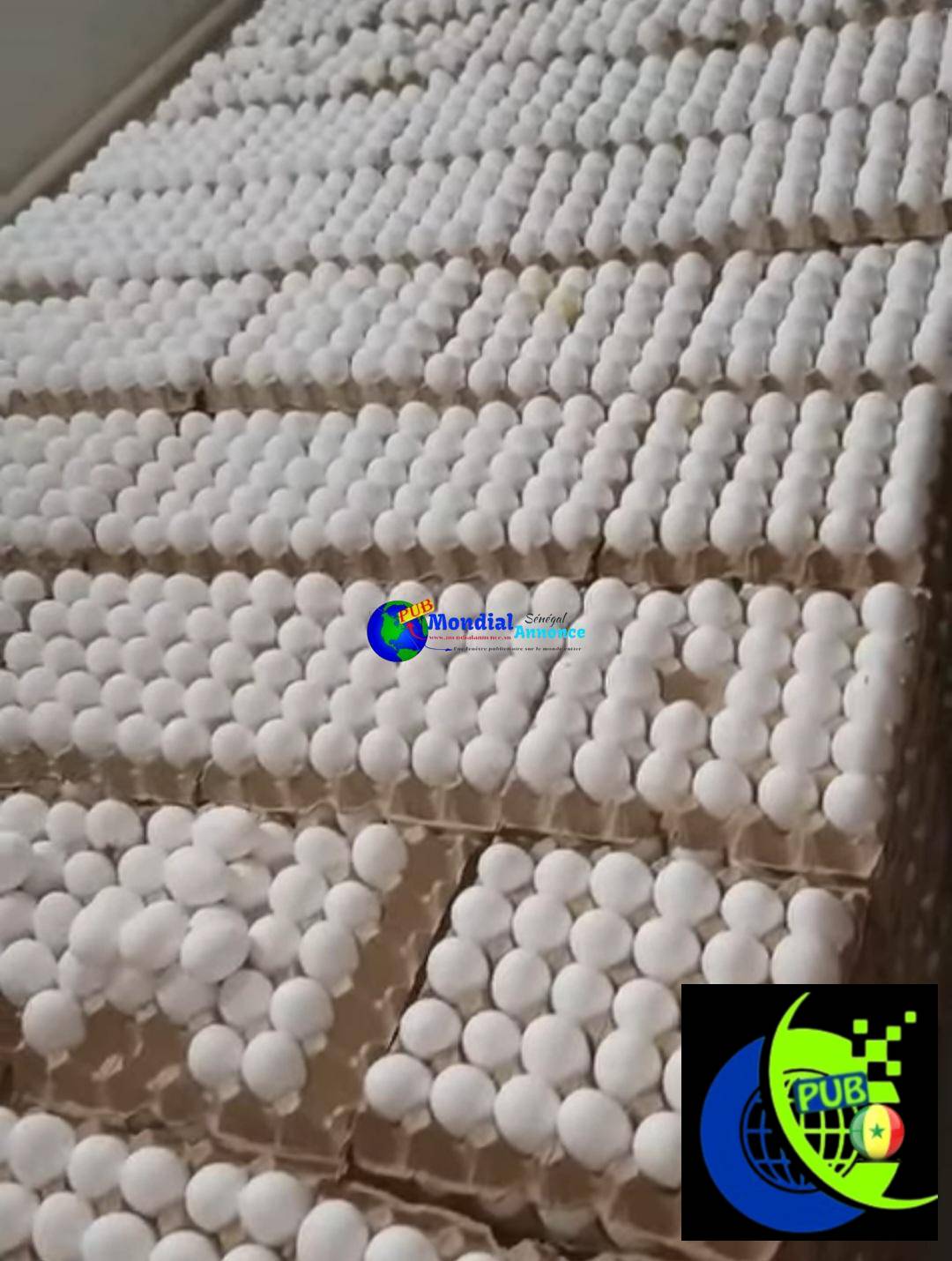 Tablettes d’Œufs Frais de Haute Qualité dispo en gros à 2100 FCFA seulement