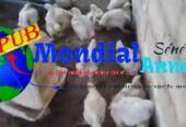 Gros Poulets de Chair Disponibles à Thiès