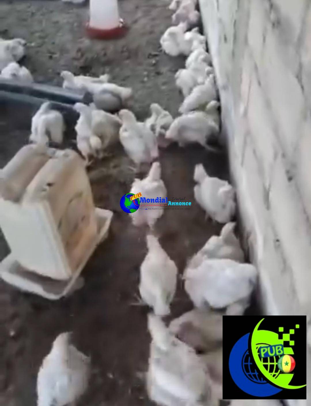 Gros Poulets de Chair Disponibles à Thiès
