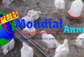 Gros Poulets de Chair Disponibles à Thiès